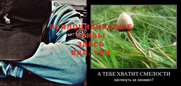 прущие грибы Тавда